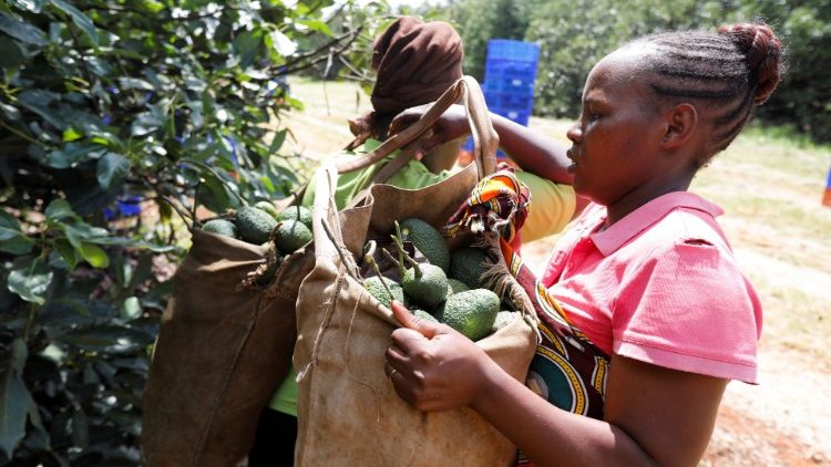 Jovem trabalhando na colheita de abacate, Quênia