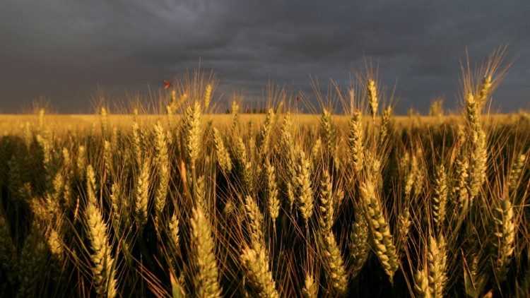 File photo of wheat
