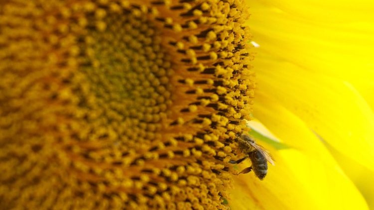 Uma abelha coleta pólen em um girassol em um campo na região de Chernihiv, enquanto o ataque da Rússia à Ucrânia continua, Ucrânia 8 de agosto de 2022 REUTERS/Valentyn Ogirenko