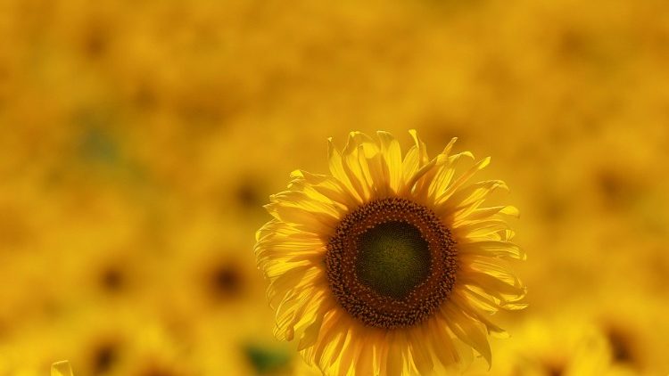 A sunflower is seen in a field in Chernihiv region, while Russia's attack on Ukraine continues, Ukraine August 8, 2022. REUTERS/Valentyn Ogirenko
