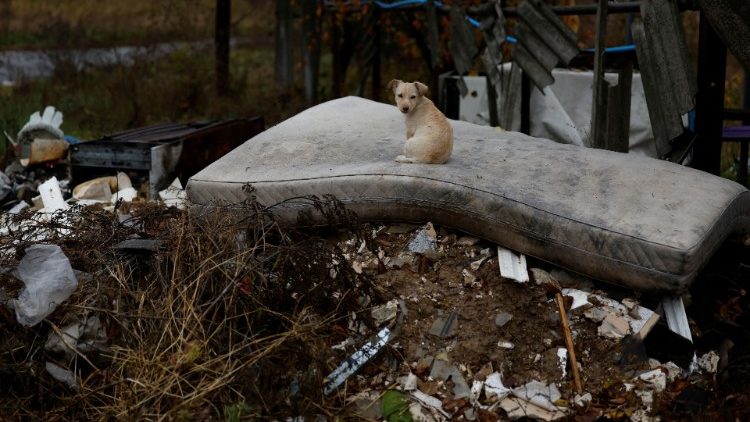 Um cachorrinho senta em cima de um colchão do lado de fora da casa de Myhaylo Yurkiv, 65, na vila onde ele ficou em um bunker por seis meses durante as ferozes batalhas sob ocupação russa que destruíram sua casa e cortaram a vila em duas pelo bombardeio do ponte, deixando-o agora como a única pessoa que vive do seu lado da aldeia, enquanto a invasão da Ucrânia pela Rússia continua, em Tsupivka, Ucrânia, 26 de outubro de 2022. REUTERS/Clodagh Kilcoyne