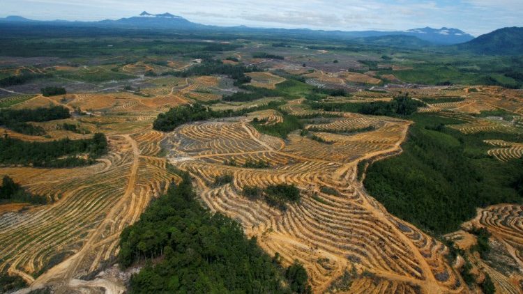 Territorio afectado por al deforestación en Indonesia