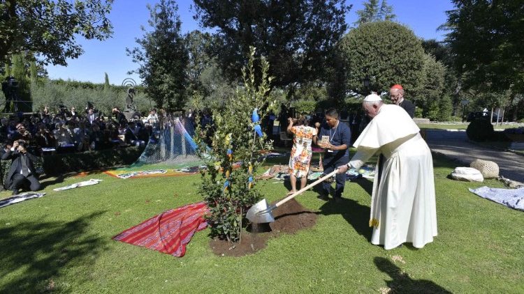 Der Baum aus Assisi für die Amazonien-Synode