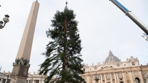 Il 3 dicembre l'inaugurazione del presepe e dell'albero di Natale in Piazza San Pietro