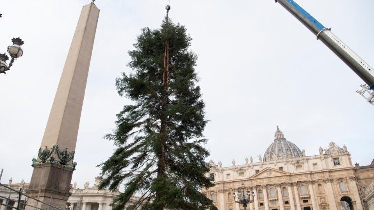 L' albero di Natale in allestimento in Piazza San Pietro