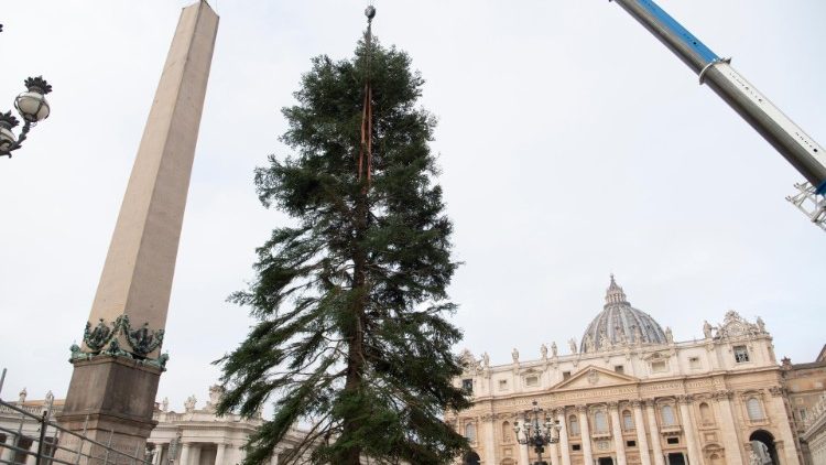 Sosirea bradului de Crăciun în Piațța San Pietro (17 noiembrie 2022)