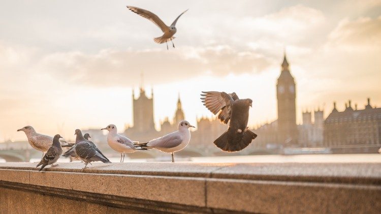 Tauben vor der Silhouette des britischen Parlaments und der Westminster Abbey