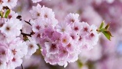 cherry-blossoms-3327498_960_720 GIUSTO.jpg