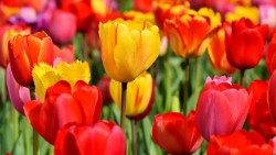 tulips-3350252_960_720 GIUSTO.jpg