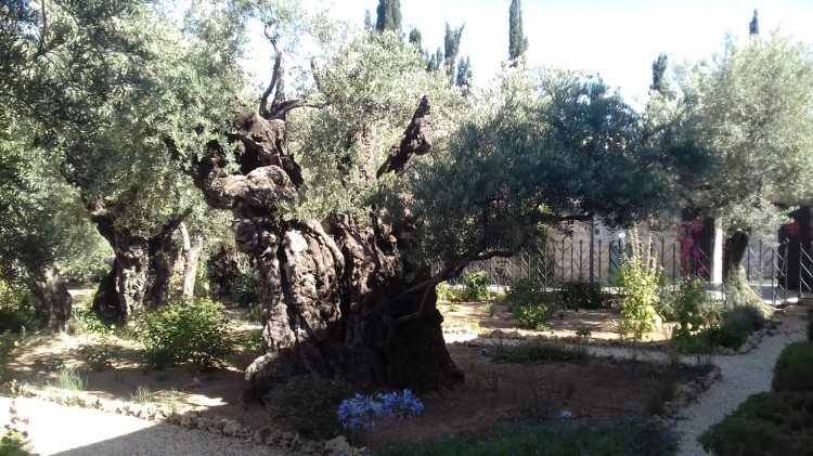 Alyvmedis Getsemanės sode Jeruzalėje