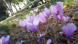 20171011_SPC_fiori, primavera (2).jpg