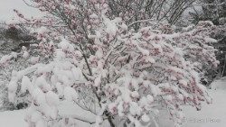 20180226_SPC_FR_neve, inverno, primavera, natura.jpg