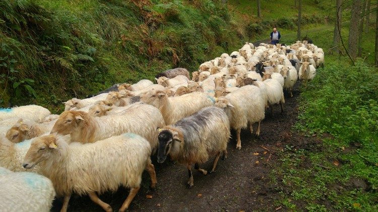 Ovce i pastir