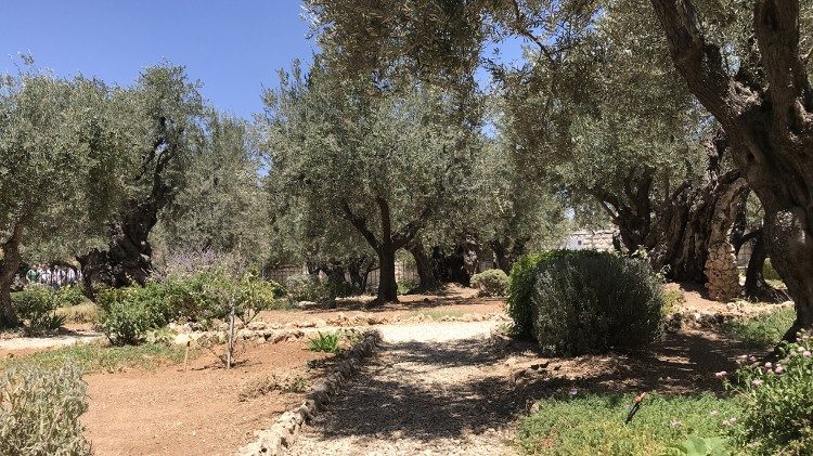Olivenbäume. Papst Franziskus hat sie bei seiner Zypernreise als universelles Symbol des Mittelmeerraums vorgeschlagen 