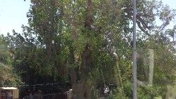 Terra Santa - Sicomoro di Zaccheo a Gerico.jpg