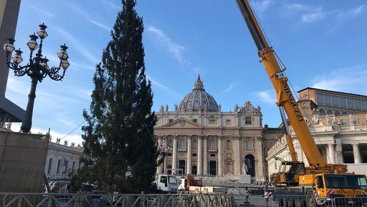 Christmas tree being put up in St Peter's Square