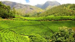 tea-plantation-1751369_960_720.jpg