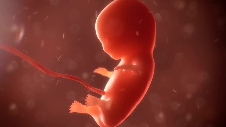 Pobačaj, fetus, embrij, život, prekid trudnoće