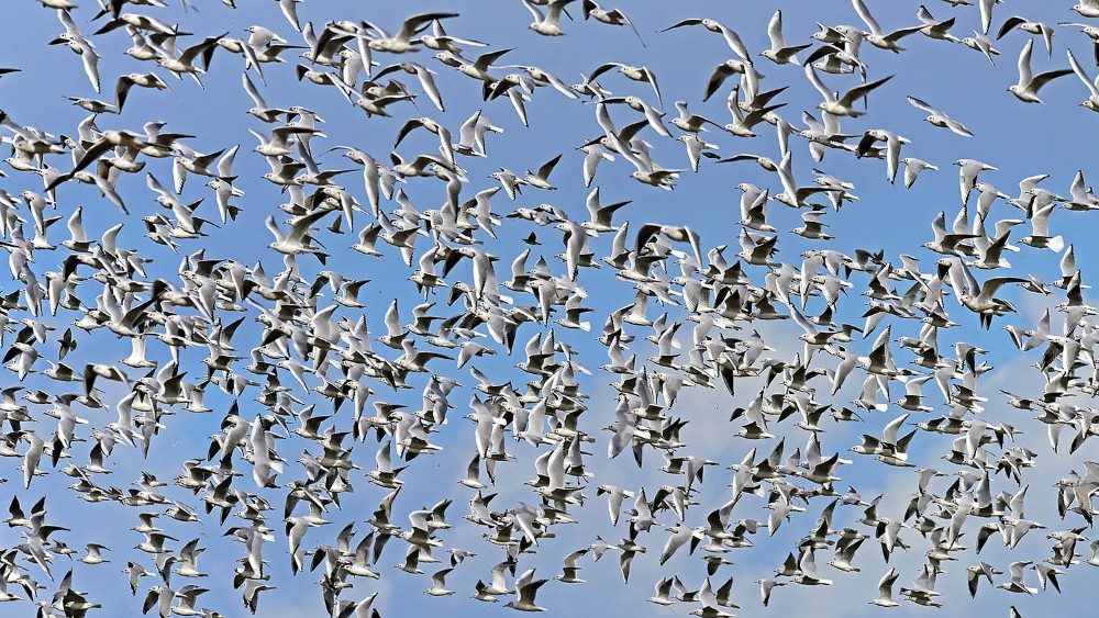 black-headed-gulls-1731511.jpg