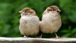animal-3414612_960_720.jpg