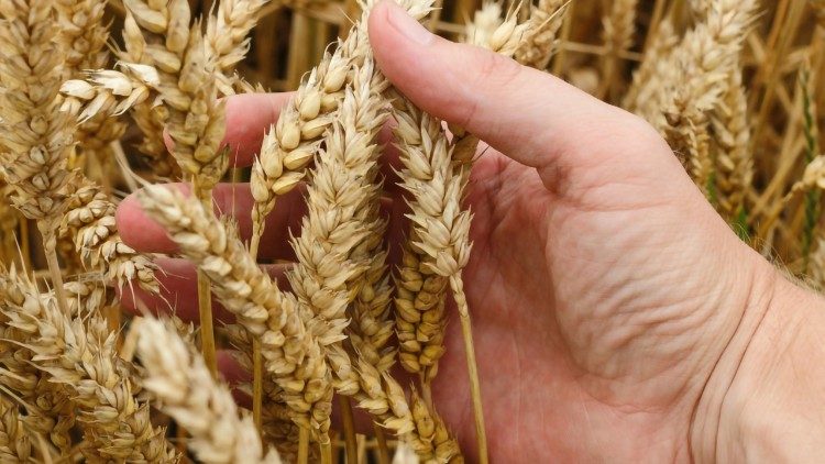 2019.04.16 spighe di grano, alimentazione, nutrizione, Fao, fame nel mondo, agricoltura