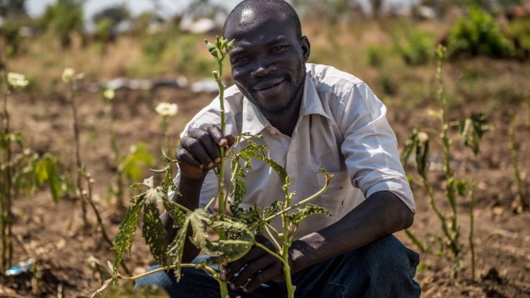 Thanks to a Caritas project in Uganda a South Sudanese refugee is helped to cultivate okra