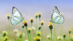 butterfly-1127666_960_720.jpg