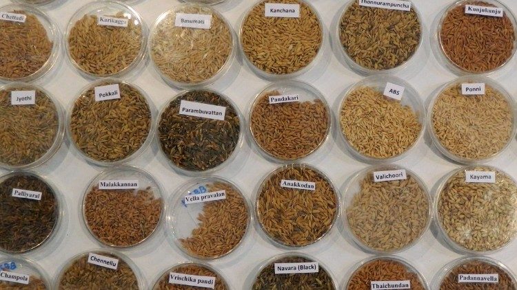 A variety of rice. 
