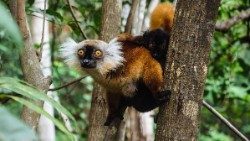 Madagascar biodiversity.jpeg