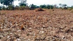 Seca e fome no Sul de Angola.jpg