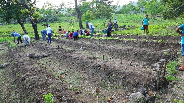 2019.08.08 WFP El Salvador coltivazione largo