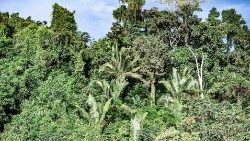2019.08.09 foresta in Amazzonia.jpg