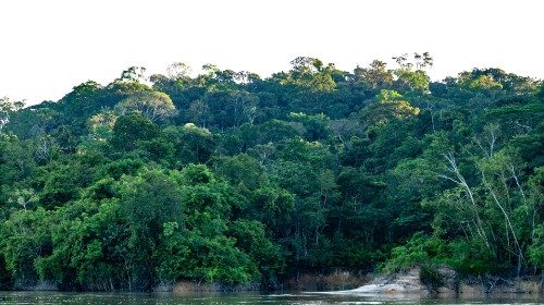 2019.08.09 foresta pluviale Amazzonia 01.jpg