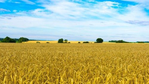 Papa: que o trigo da Ucrânia não seja usado como arma de guerra