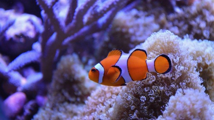 Protezione degli oceani: ambiente della barriera corallina