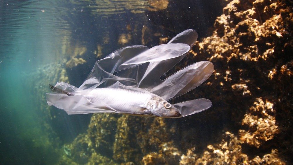 Un pez atrapado dentro de un guante plástico