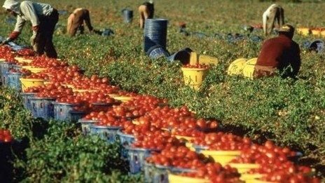 Lavoratori migranti impiegati nella raccolta di pomodori a Rosarno, Reggio Calabria