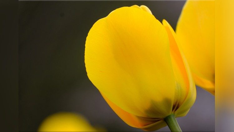 2020.02.06 tulipano, fiore, primavera, giallo, natura