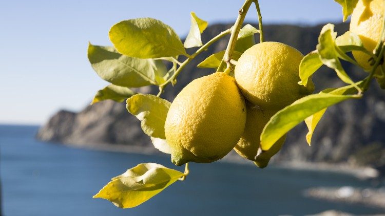 I limoni delle Cinque Terre e la vista dal Convento di Monterosso