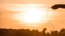 20200728_AdobeStock_campo-di-grano-seminare-seminatore-seme-sole-luce_colui-che-semina-il-.jpg
