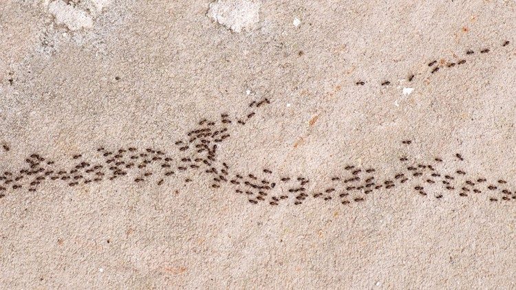 2020.08.24 Nota di P. László Vértesaljai sul fascino processionale delle formiche