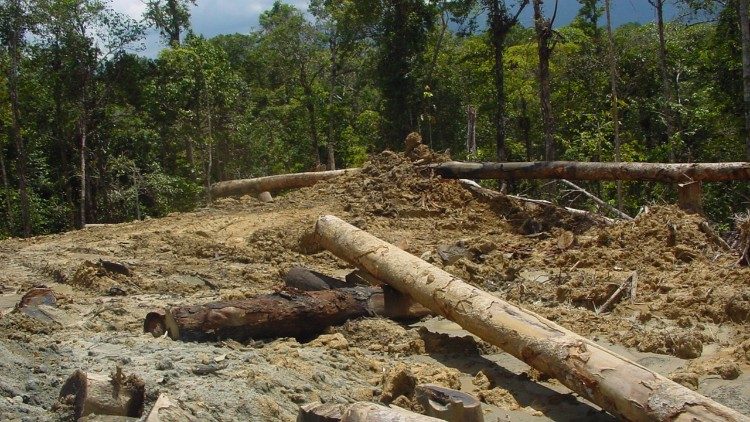 पापुआ न्यू गिनी में जंगलों को उजाड़ना