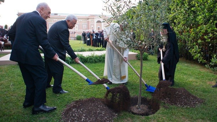 Un olivo, símbolo de la paz, es plantado en los Jardines Vaticanos