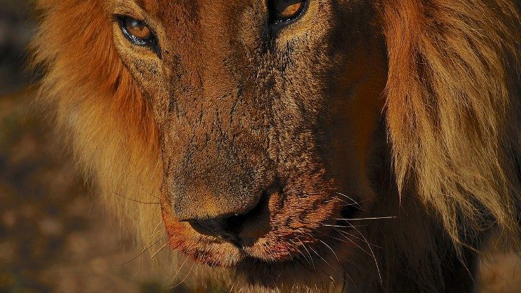 Un leone, un animale diventato simbolo e 'icona di biodiversità