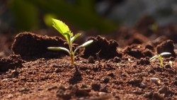 20210613_vangelo-di-domenica_Pixabay_germoglio-terra_il-seme-germoglia-e-cresce-copia.jpg