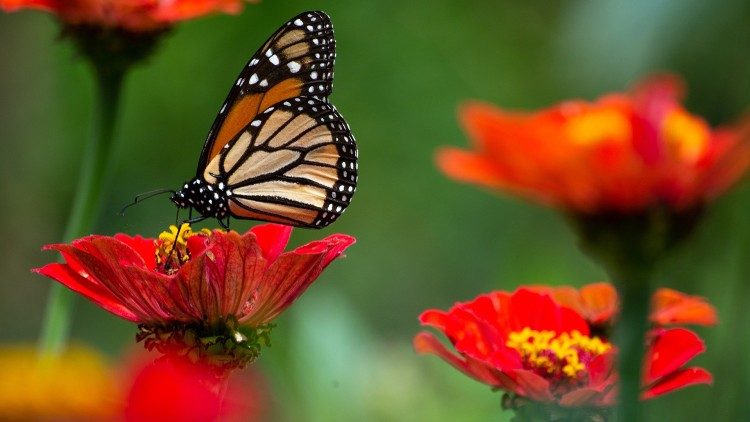 Natureza, borboleta e flores