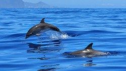 dolphin-2691864_1920.jpg