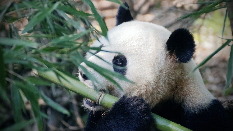 Защита на биоразнообразието, панда, 21.5.2021