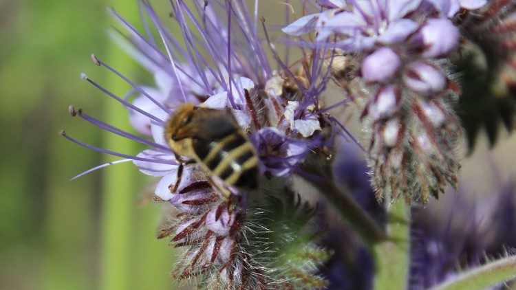 फ़हर "लौदातो सी" उद्यान में फूल और मधुमक्खियां