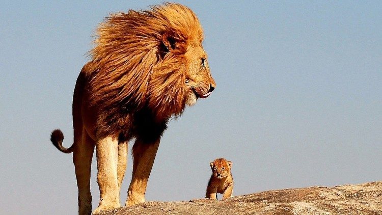 Kicsi és nagy oroszlán
